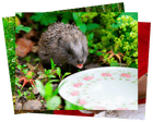 Week in wildlife: a hedgehog’s afternoon tea, royal cygnets and a snarling wolf
