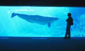 Two whales died just weeks apart at the Vancouver Aquarium in May. 3075.jpg?w=300&q=55&auto=format&usm=12&f
