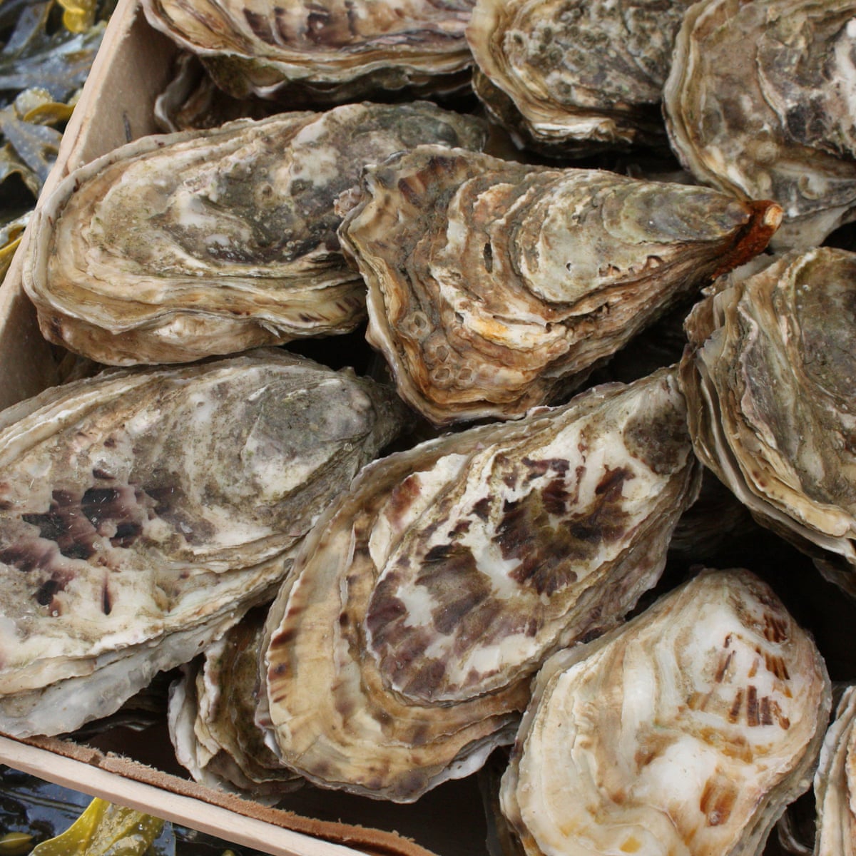 Moonlight influences opening and closing of oysters' shells 
