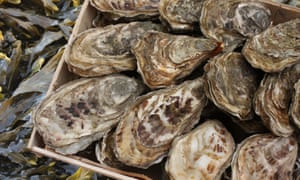 Oysters