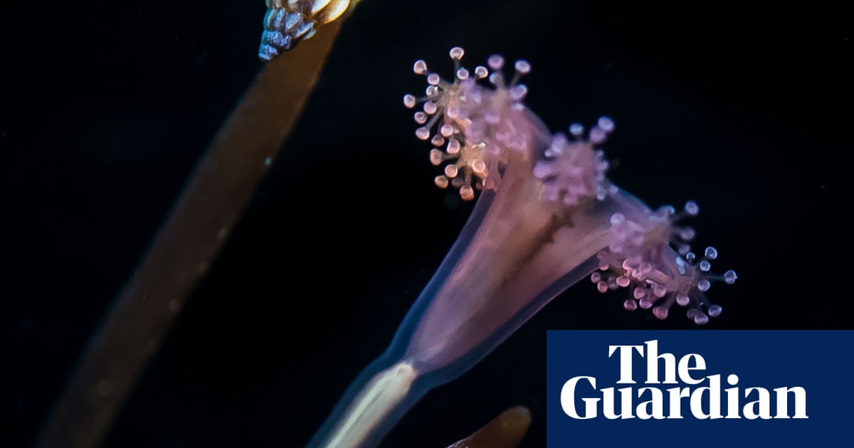 British Wildlife Photography Awards 2019 winners – in pictures