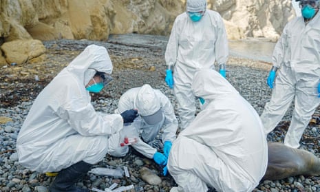 Samples are taken in the Paracas National Reserve, in Peru, where many sea lions  have died of the H5N1 bird flu virus.