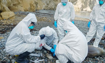 Des techniciens péruviens analysent les restes d'otaries mortes échouées dans la réserve nationale de Paracas.