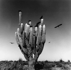 Saguaro, Desierto de Sonora, México