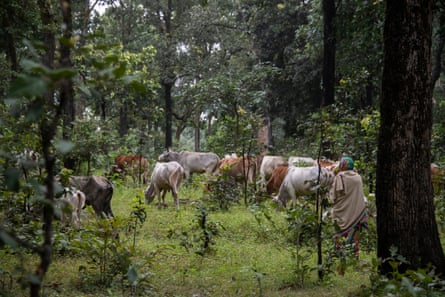 As well as relying on the forest’s plants for food, medicine and construction materials, villagers also rely on the forest floor for grazing cattle.