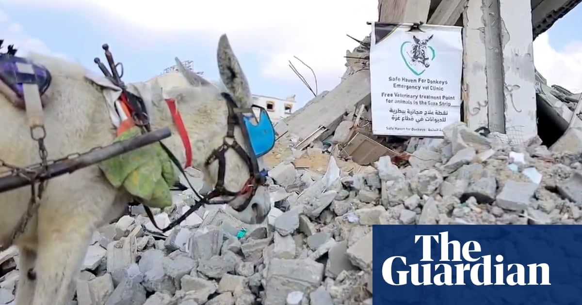 'The last thread connecting people to services': why vets are risking all to care for Gaza's donkeys