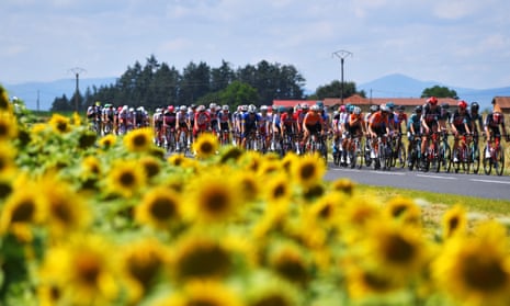 The Tour de France peloton passes a field of sunflowers on a stage from Parc des Oiseaux to Bourg-en-Bresse in 2021.