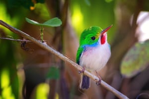 Cuban tody