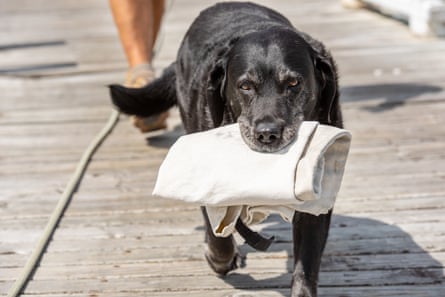 A dog carries an empty mailbag