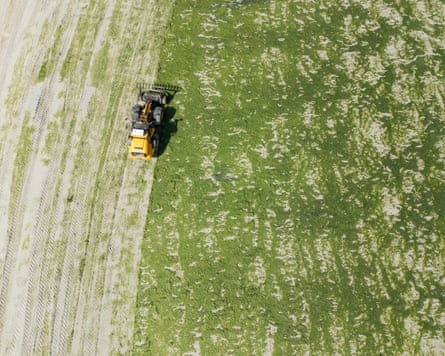 Algae is cleared from a beach in Guisseny, Brittany on 25 July 2025.