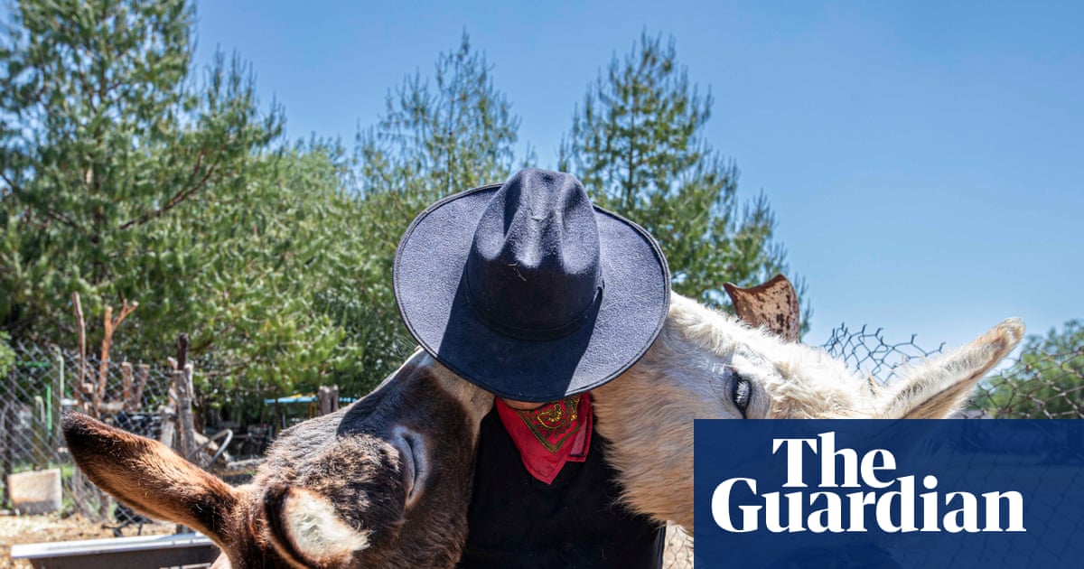 'When they listen to this song, they know food is coming': Burrolandia, a donkey obsession
