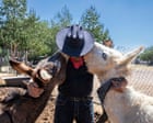 ‘When they listen to this song, they know food is coming’: Burrolandia, a donkey obsession