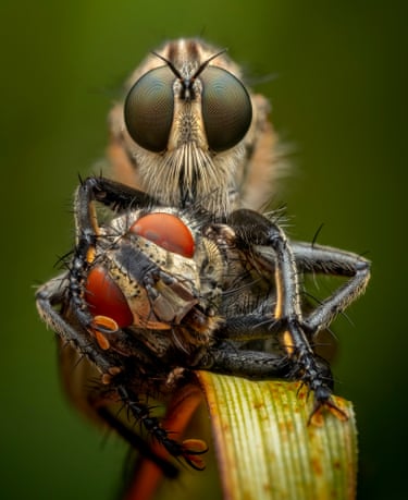 A close-up of a fly feeding on another fly