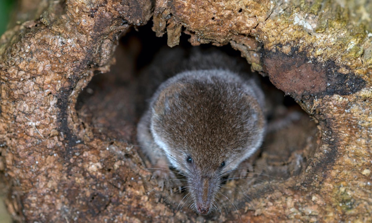 photo Small Black Mole Animal what s this tiny furry thing racing