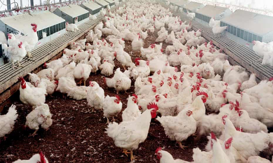 Companies like McDonald’s, Nestle and General Mills are joining the fight against factory farming in the US by gradually switching to cage-free eggs.