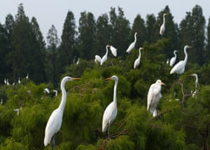 Dozens if Egrets in the tops of trees