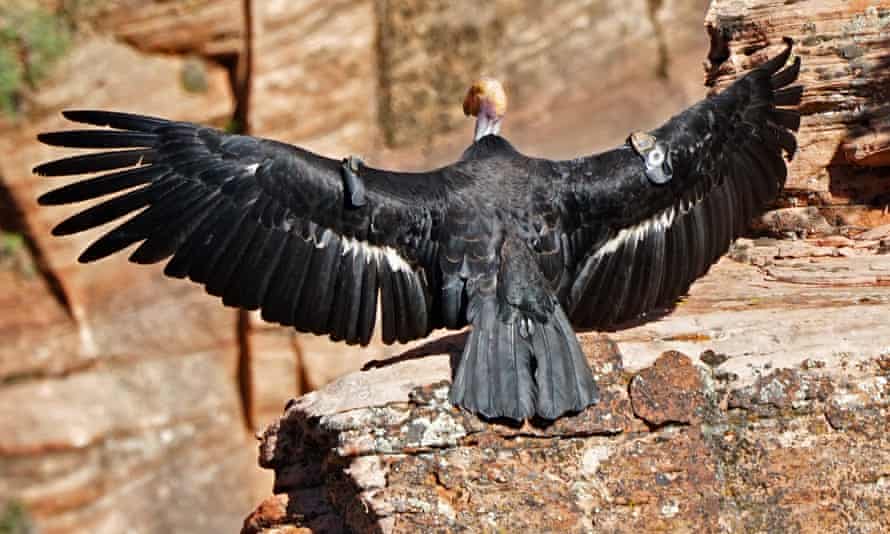 The mother of the 1,000th condor chick was born in captivity at the San Diego zoo.