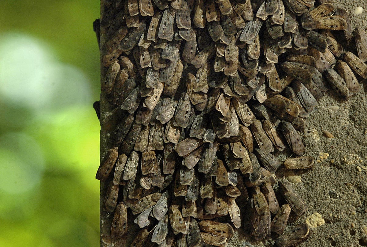 Bogong moths