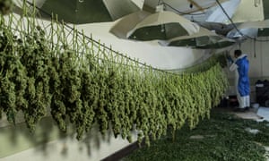 Bunker full o' cannabis