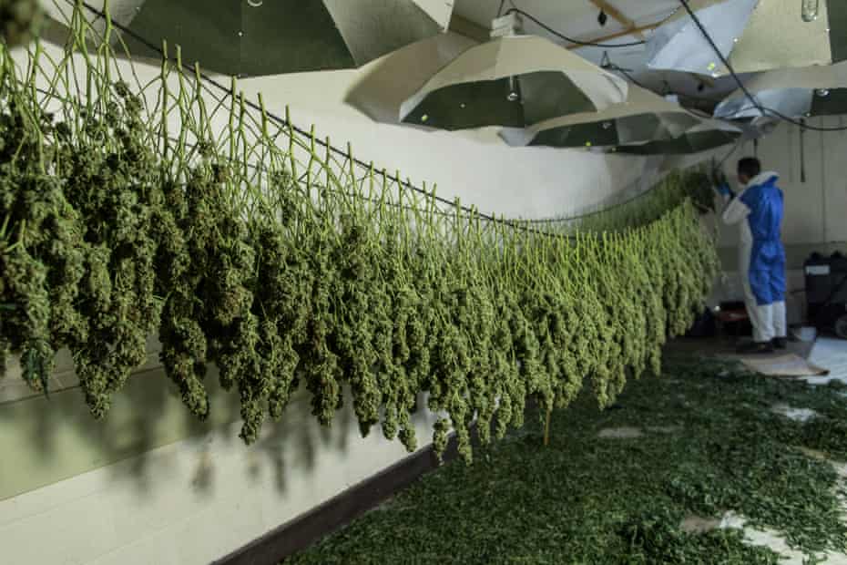 The drying room of a cannabis farm in a nuclear bunker in Wiltshire.