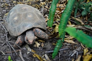 A tortoise walking on the ground