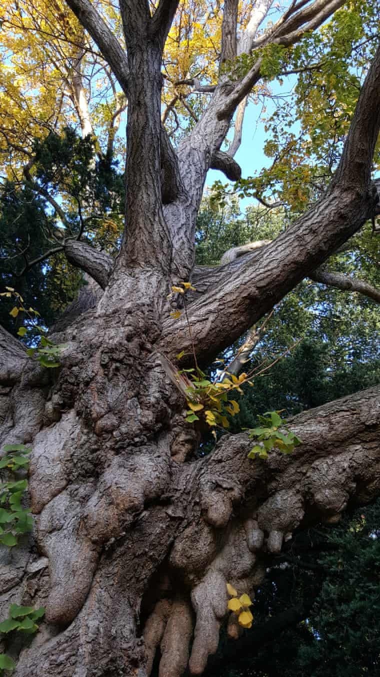 The tree has distinctive stalactite-like growths from its trunk and branches, a feature that only appears on older female gingkos.