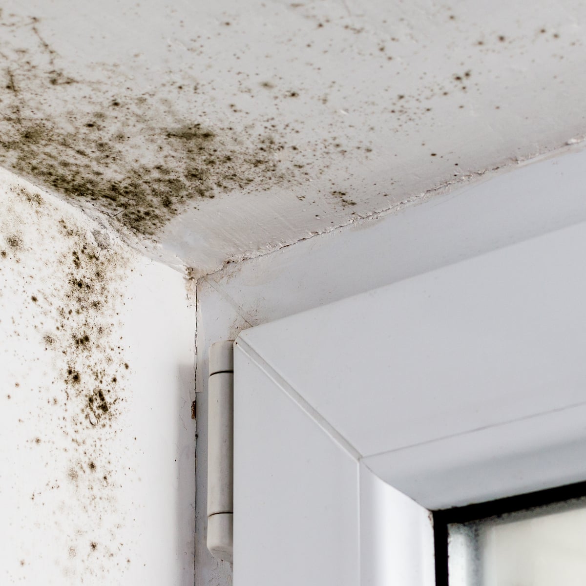 Why Do I Have Black Mould On My Walls Psoriasisguru Why do i have black mould on my walls psoriasisguru