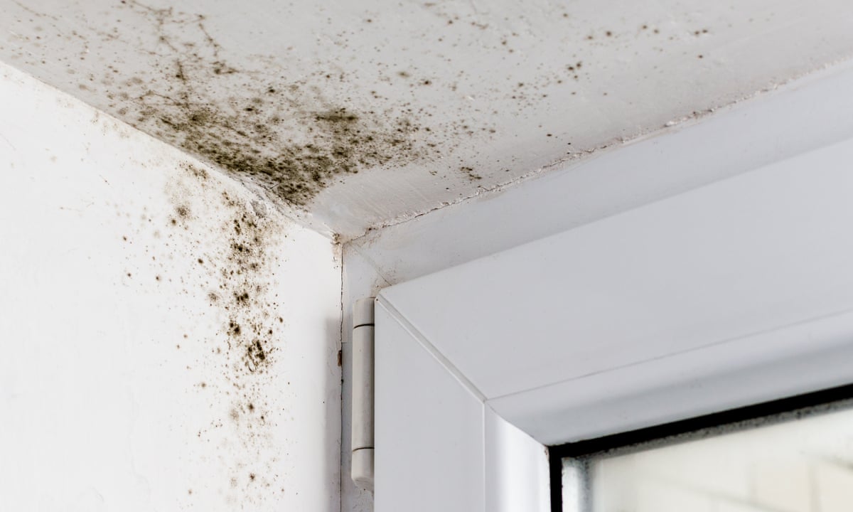 What is black mould and what health problems can it cause? | Fungi | The Guardian