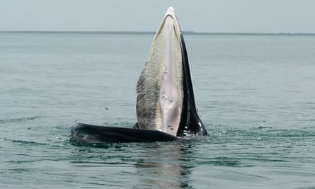 タイ湾で餌を食べるニタリクジラ