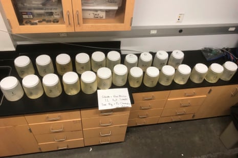 water samples in jars