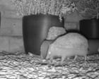 Somerset Trail Cam Captures Rare Hedgehog Sighting