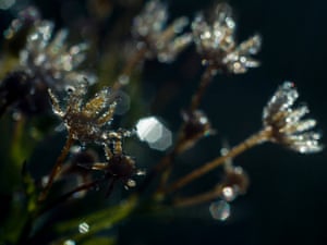Dawn dew is frozen on flowers near Sagujfalu, Hungary
