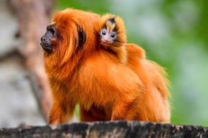 Twin golden lion tamarins cling to their mothers back