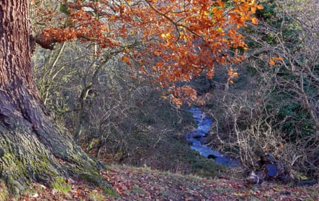 Coundon burn, meandering through trees