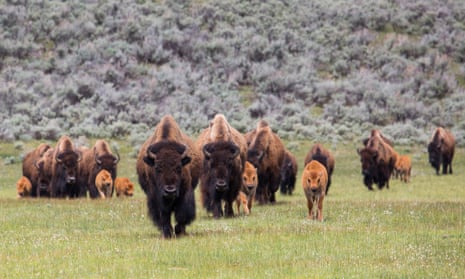 Bison herd with calves in Lamar Valley, Yellowstone park.
