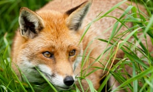 fox in grass