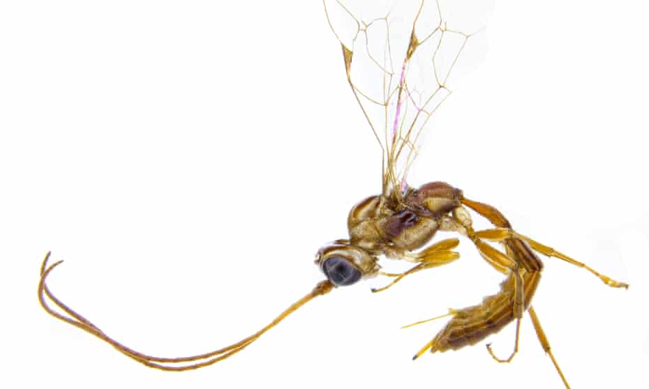 lusius malfoyi wasp new zealand insect named after harry potter villain insects the guardian lusius malfoyi wasp new zealand insect named after harry potter villain insects the guardian