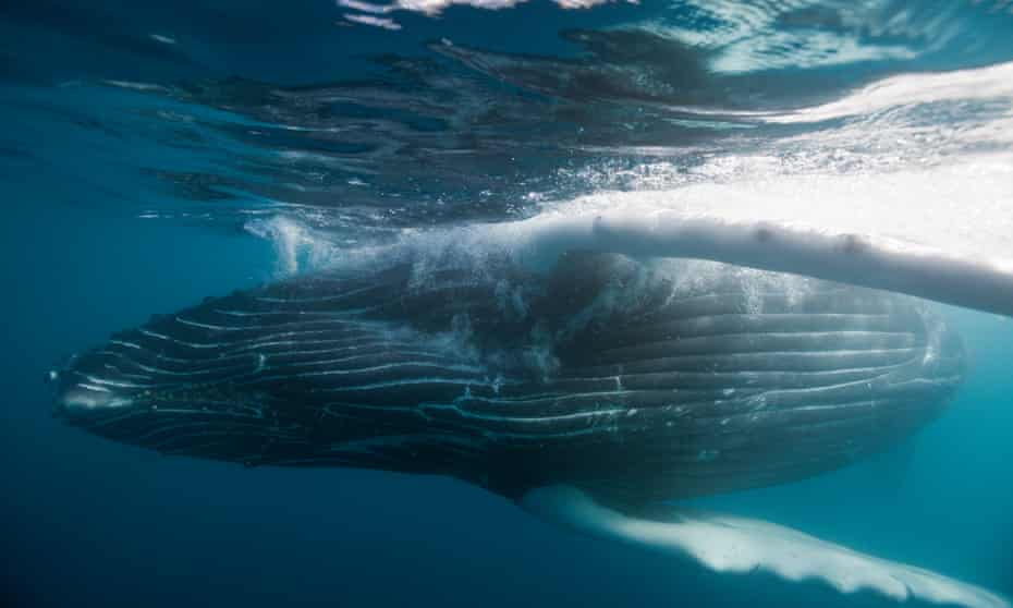 A humpback whale off Socorro Island, Revillagigedo archipelago