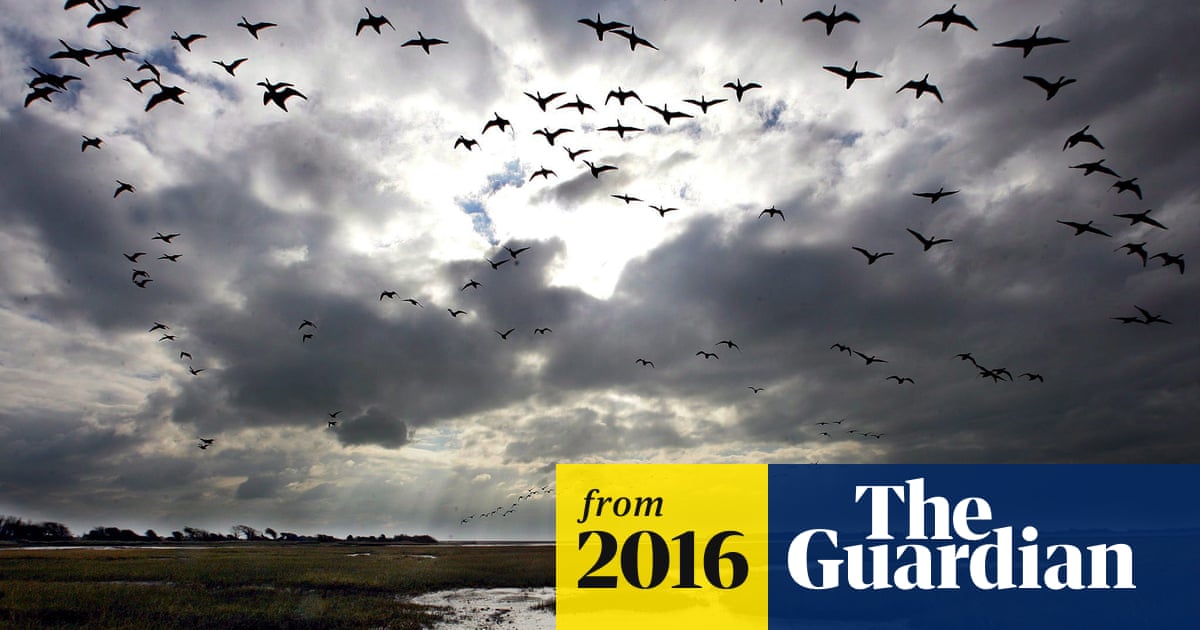 Climate change driving birds to migrate early, research reveals | Climate crisis | The Guardian Climate change driving birds to migrate early, research reveals | Climate crisis | The Guardian