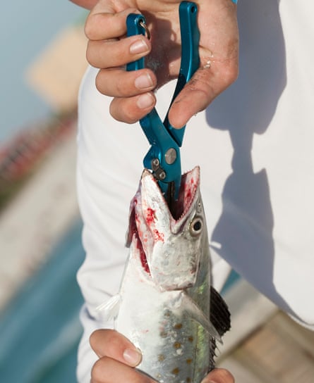 An angler using pliers to remove hook from a mackerel.