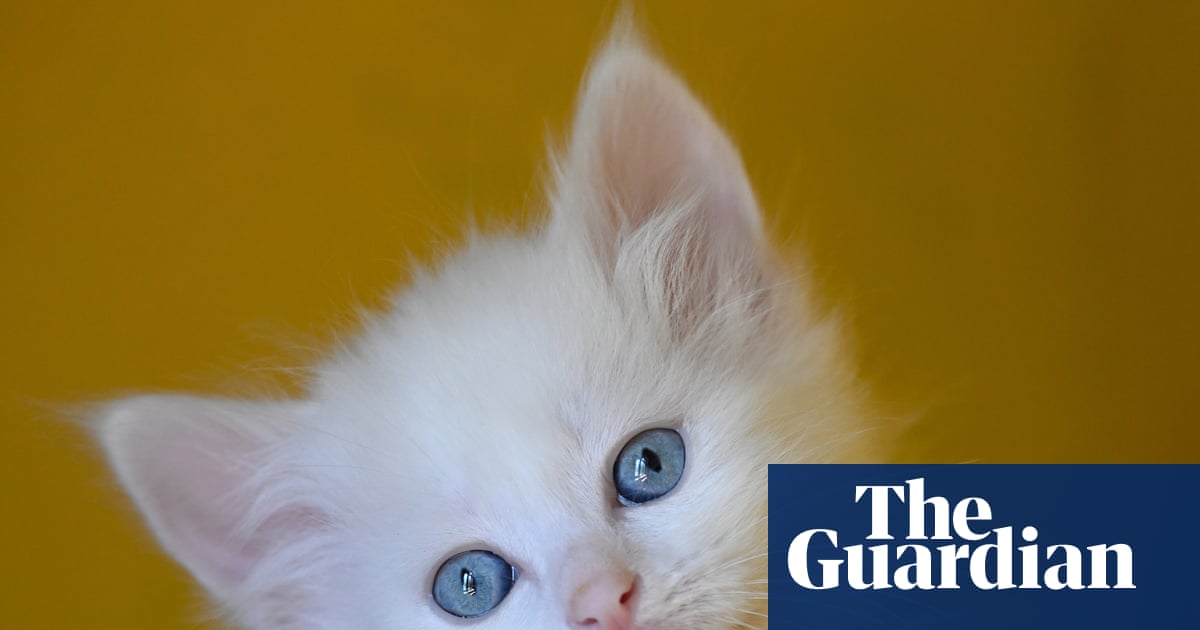 Thursday news quiz: a PM’s nose, a pop star’s clothes, and a kitten with too many toes