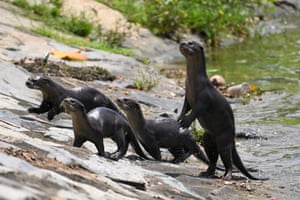 A group of smooth-coated otters climbs up along the banks of the Kallang River in Singapore