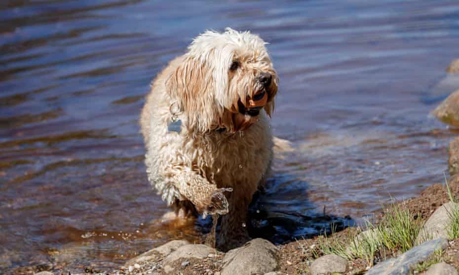 A dog enjoy the hot weather as it paddles in the River Wharfe near Bolton Abbey in North Yorkshire