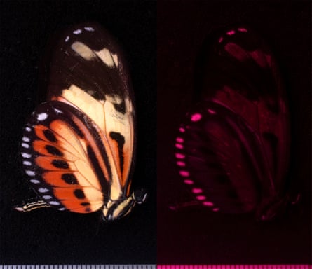 Two images of a butterfly. The left one shows the full butterfly; in the right, only pink dots along the curve of the wings are visible