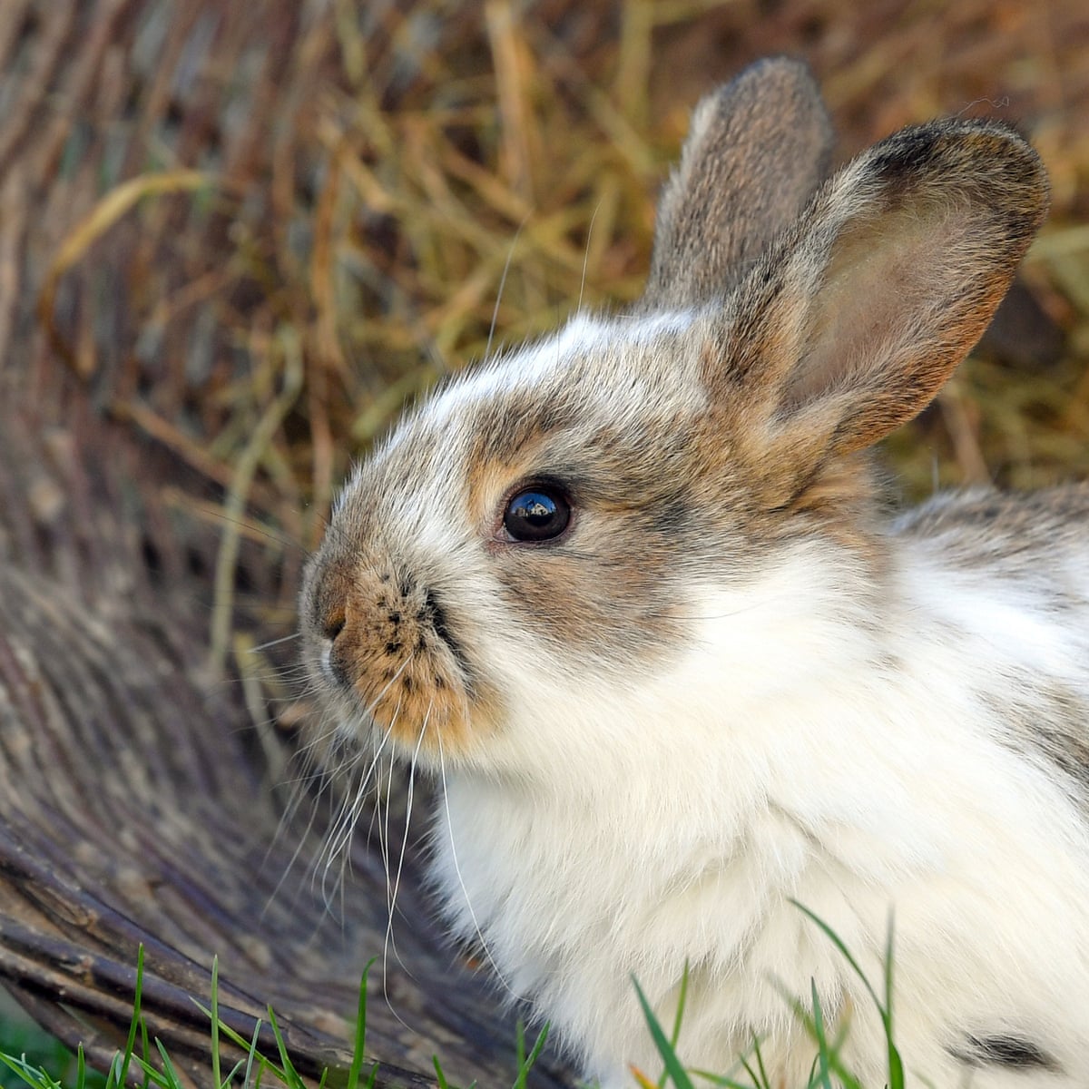 Unable to shoot rabbits this Easter, New Zealand mulls deadly ...