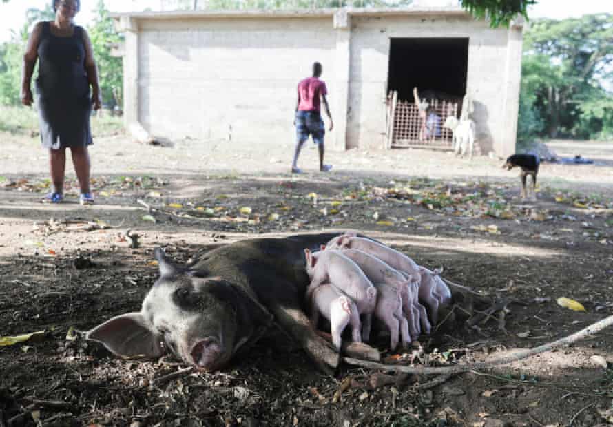 Woman watches over sow feeding several piglets jostling for position.