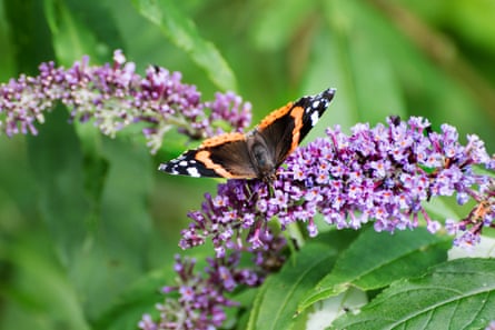 Red admiral butterfly on a buddleia flower in a British garden