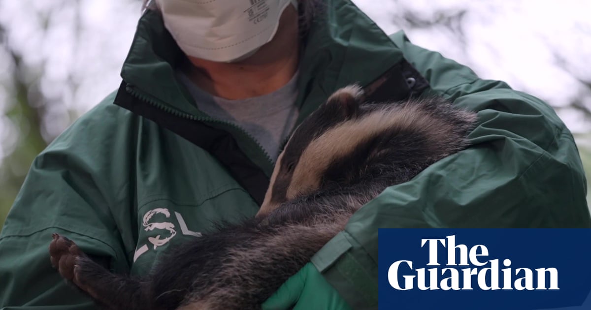 Farmers and scientists join forces in Cornwall to vaccinate badgers against TB
