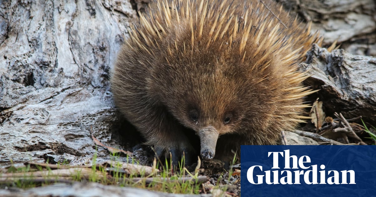 Australia's spiky, shuffling, egg-laying echidna evolved in extremely rare' event, scientists say
