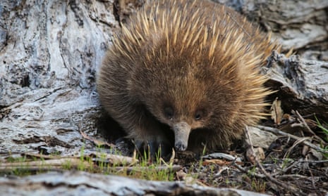 An echidna hunting for food in the bush with its face and snout showing